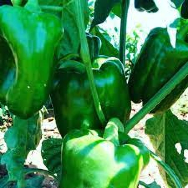 Green, Yellow & Red Peppers - TANZANIA from Tanzania